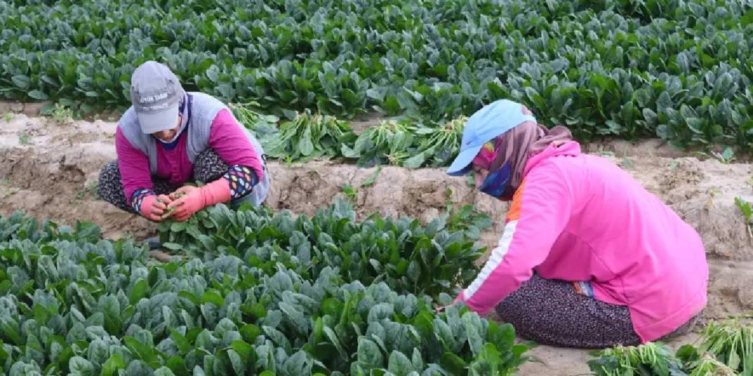 Kış ayı demek bu sebze demek! Kasım’dan Nisan’a kadar hasat ediliyor:  Hale 6 TL’den satılıyor 4